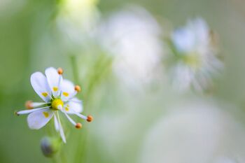 Keilblättriger Steinbrech (Saxifraga cuneifolia) / Sassifraga a foglie cuneate