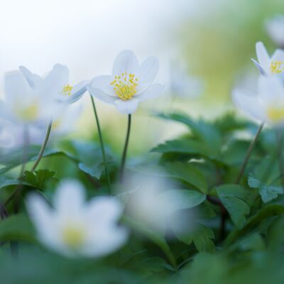 6. Platz: Giovanni Maurizi - Anemone nemorosa