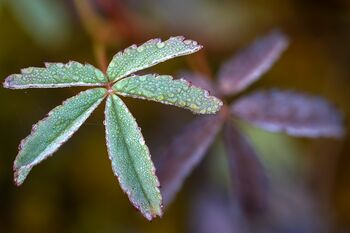 Sumpf-Blutauge (Comarum palustre) / Potentilla delle paludi