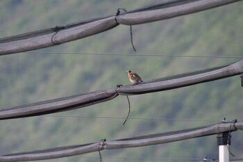 Wacholderdrossel hält Ausscha