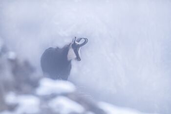 Gamsbock im Nebel - Dolomiten