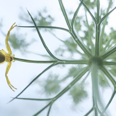 1. Platz: Roland Platzgummer - Krabbenspinne