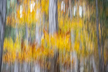 BUCHENBLÄTTER IM HERBST-In Bewegung