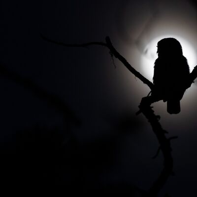 2. Platz: Manuel Plaickner - Sperlingskauz im Vollmond