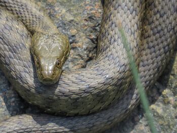 Natrice tessellata