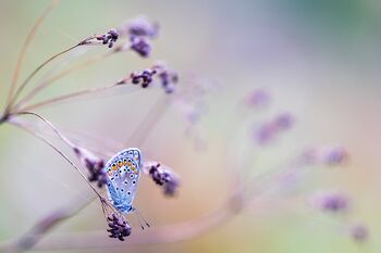 Hauhechel-Bläuling (Polyommatus icarus) / Argo azzurro