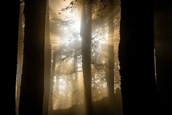 MORGENSTIMMUNG-Im Buchenwald