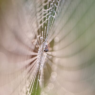 6. Platz: Giovanni Maurizi - Ragno