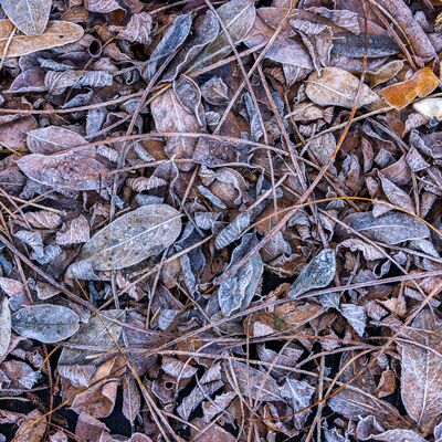 8. Platz: Manuel Plaickner - Blätter im Morgenreif