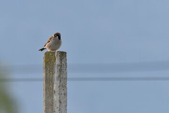Feldsperling mit guten Aussichten