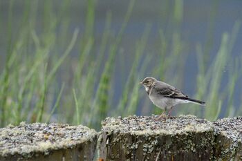 junge Bachstelze am Haidersee