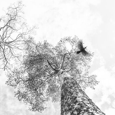 1. Platz: Reinhard Arnold - Schwarzspecht