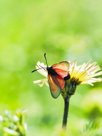 Alltagsbeschäftigung