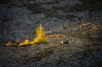 Gämse im Gegenlicht