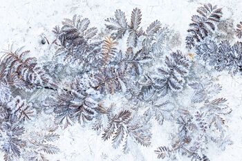 Gänse-Fingerkraut (Potentilla anserina) / Cinquefoglie piè d´oca