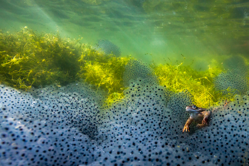 © Manuel Plaickner – Der Wächter