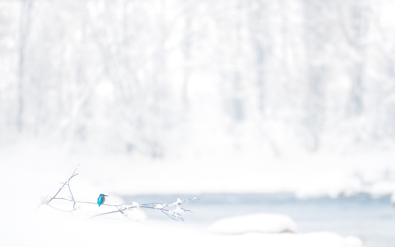 © Matthias Gritsch – Eisvogel in Winterlandschaft