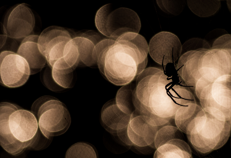 © Lukas Schäfer – Spinne