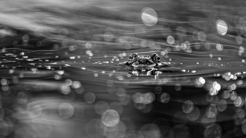 © Claudio Sferra – Im Teich