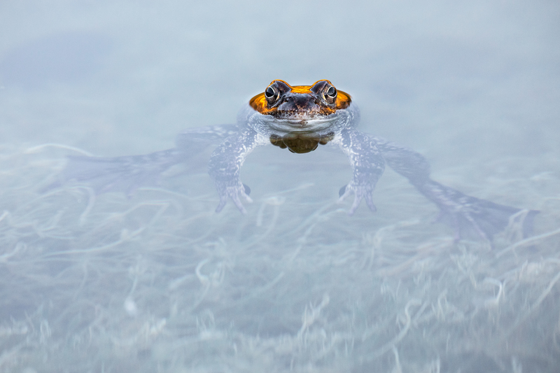 © Georg Kantioler – Grasfrosch