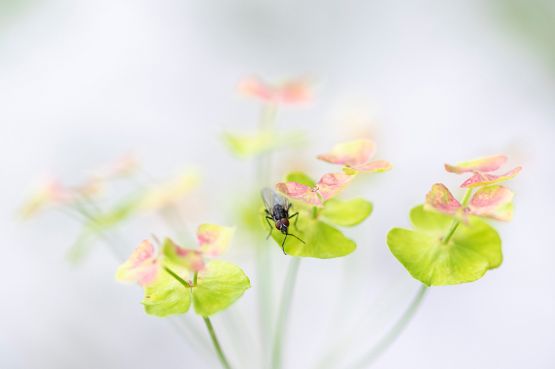 © Helmut Elzenbaumer – Fliege