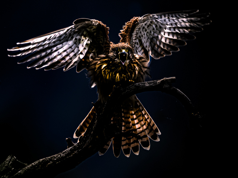 © Günther Plaickner – Schrei des Falken